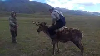 Родео на олене