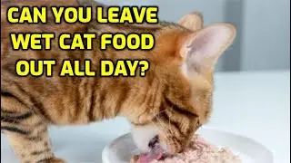 How Long Can Wet Cat Food Sit Out Before Going Bad?