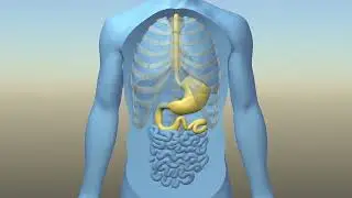 Total Gastrectomy Procedure Animation | Stomach Cancer Surgery Explained
