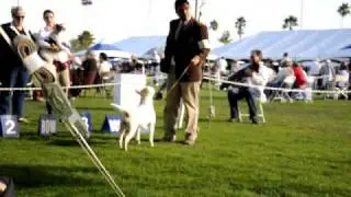 Millie Competing at Specialty #1