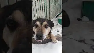 Самый добрый пёс шарик