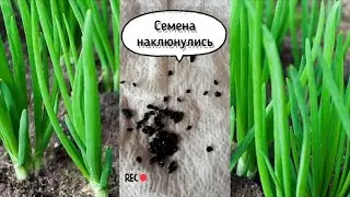 Как посеять РЕПЧАТЫЙ ЛУК чернушкой без заморочек в ОТКРЫТЫЙ ГРУНТ 🌿29 марта 🌿