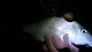 Fishing in Stuart Fl 12-10-11