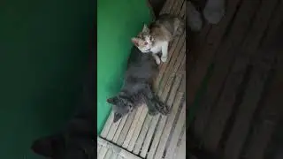 berdua 