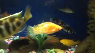 Butt fish*** its so funny
