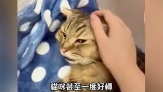 癌末猫咪临终26秒奋力告别瞪大双眼努力记住主人样子