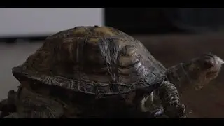 Achieving Nirvana - Short Film