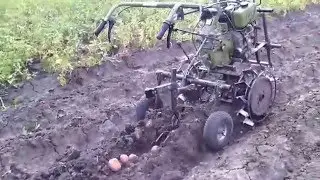 Зирка 105, дельфин, картошка