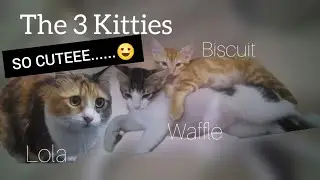 OMG SO Cute!!!! This Trio Kitties Love to Chill