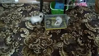 Котомания. Мы купили котенка. Первое знакомство.