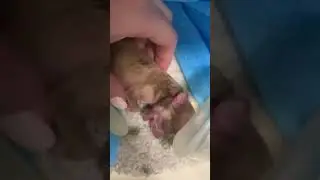 Тутти и её потомство