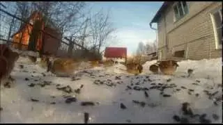 Где обедал воробей
