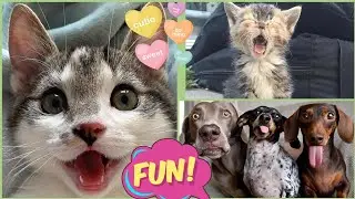 самые смешные коты 2021🐈смешные собаки