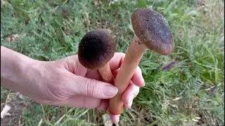 ОПЯТА - ЧЕРНОГОЛОВИКИ на ДЕНЬ ПОБЕДЫ 2024 года!!!