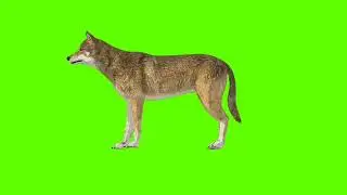 Green Screen Background Correcter In Dog #shutdown backside #animation #video  #youtube #greenscreen