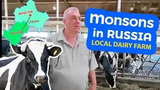 MONSONS in KALUGA region. Visit to a local DAIRY farm