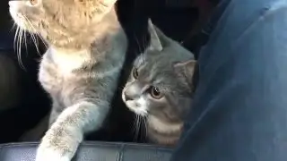 고양이 간택 널 집사로 임명하마