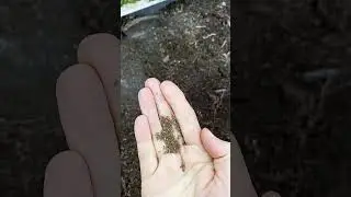 Сею МОРКОВЬ 15.03.24