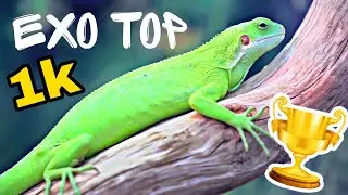 ЮБИЛЕЙНОЕ ВИДЕО! 1К ПОДПИСЧИКОВ! СЮРПРИЗ ОТ EXO TOP