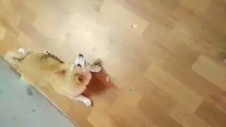 Dog playing with the laser light|| INDIA.