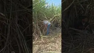गन्नै की कटाई करते हुऐ ! 