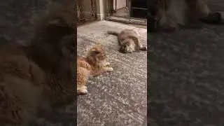 Wake up/ Siblings Cats #Shorts