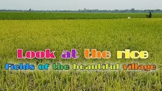 Wow Awesome Looks Village Rice Fields.