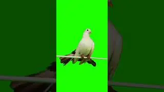 pigeon🕊️ green screen free |green background 