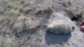 Охота на сурка.