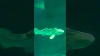 Акула🦈, а какая грация 😍 #shortvideo#shorts#акула
