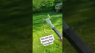 BBQ Snake Wrangling 