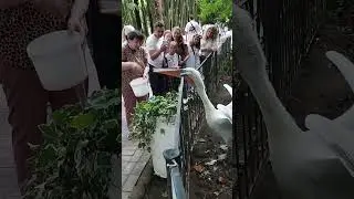 Пеликан кушает