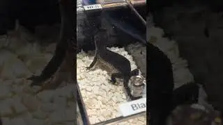 $2000 Pet Gecko 🦎  ULTRA Rare Leopard Gecko 😱💰