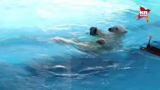Белый мишка спасается от жары в ижевском зоопарке