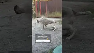 Делай это КАЖДЫЙ ДЕНЬ... и ваша шерсть скажет Вам спасибо! #собаки #алабай #shorts