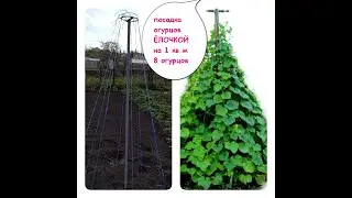 ПОСАДКА ОГУРЦОВ 