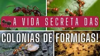 🐜 A Vida Secreta das Colônias de Formigas: Como Elas Vivem! 🔍