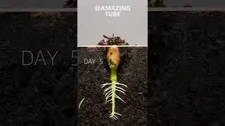 Peanut Time Lapse 