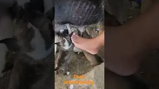 breastfeeding mom's dog