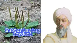 Зубтуримнинг шифобахшлиги_                     Zubturimning shifobaxshligi.