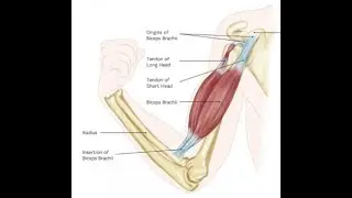 Biceps brachii | Tweehoofdige bovenarmspier