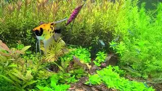 Where I Get My Aquascaping Ideas (Sponsored Video on Instagram)