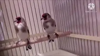 Седоголовые щеглы. Пение седоголового щегла