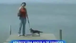 Pitondan Kaçan Köpeğin Sonu Bakın Ne Oluyor
