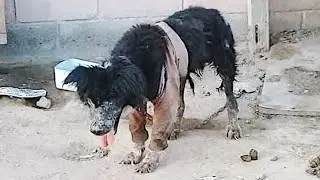 Vets refused to save a dying dog! Everyone was shocked!