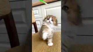 #котенок