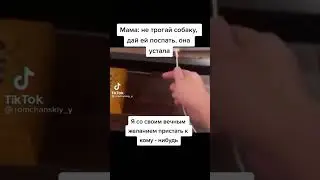 зарядил собаку #shorts