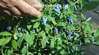 Канадская жимолость Аврора