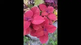 Колеусы...они такие фактурные и красочные!🍁🌿🤗