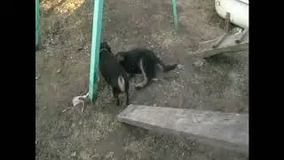 Vanya